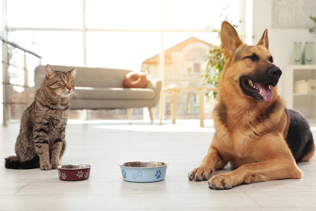 katt och hund framför matskålar
