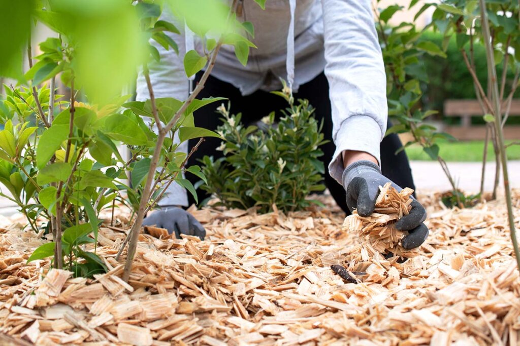 Trädgårdsmästare som sprider mulch i trädgården