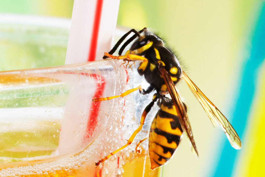 Geting på limonadeglas