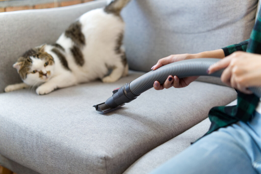 Katt skrämd av dammsugare i soffan